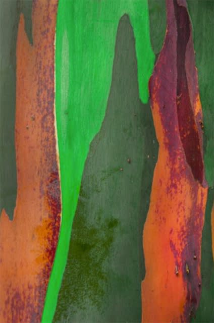 Damián Hernández, Corteza Arcoíris III, 2012
