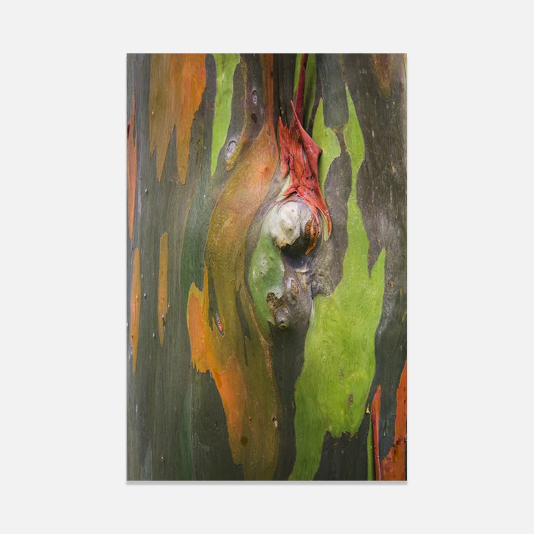 Damián Hernández, Corteza Arcoíris IX, 2013