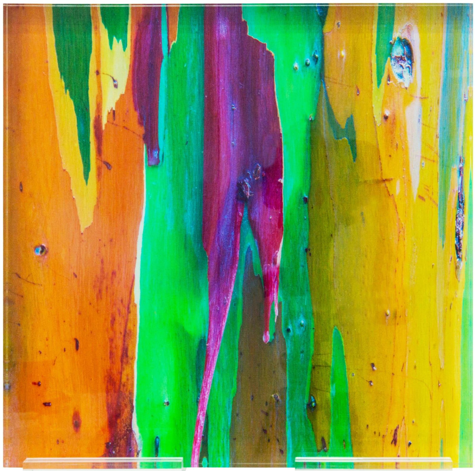 Damián Hernández, Corteza Arcoíris X