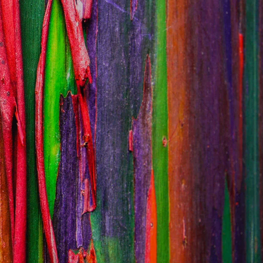 Damián Hernández, Corteza Arcoíris I