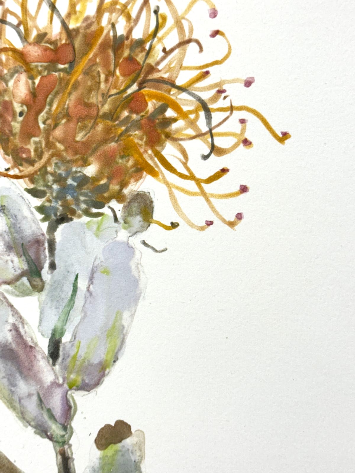 Katie DeGroot, Protea, 2023