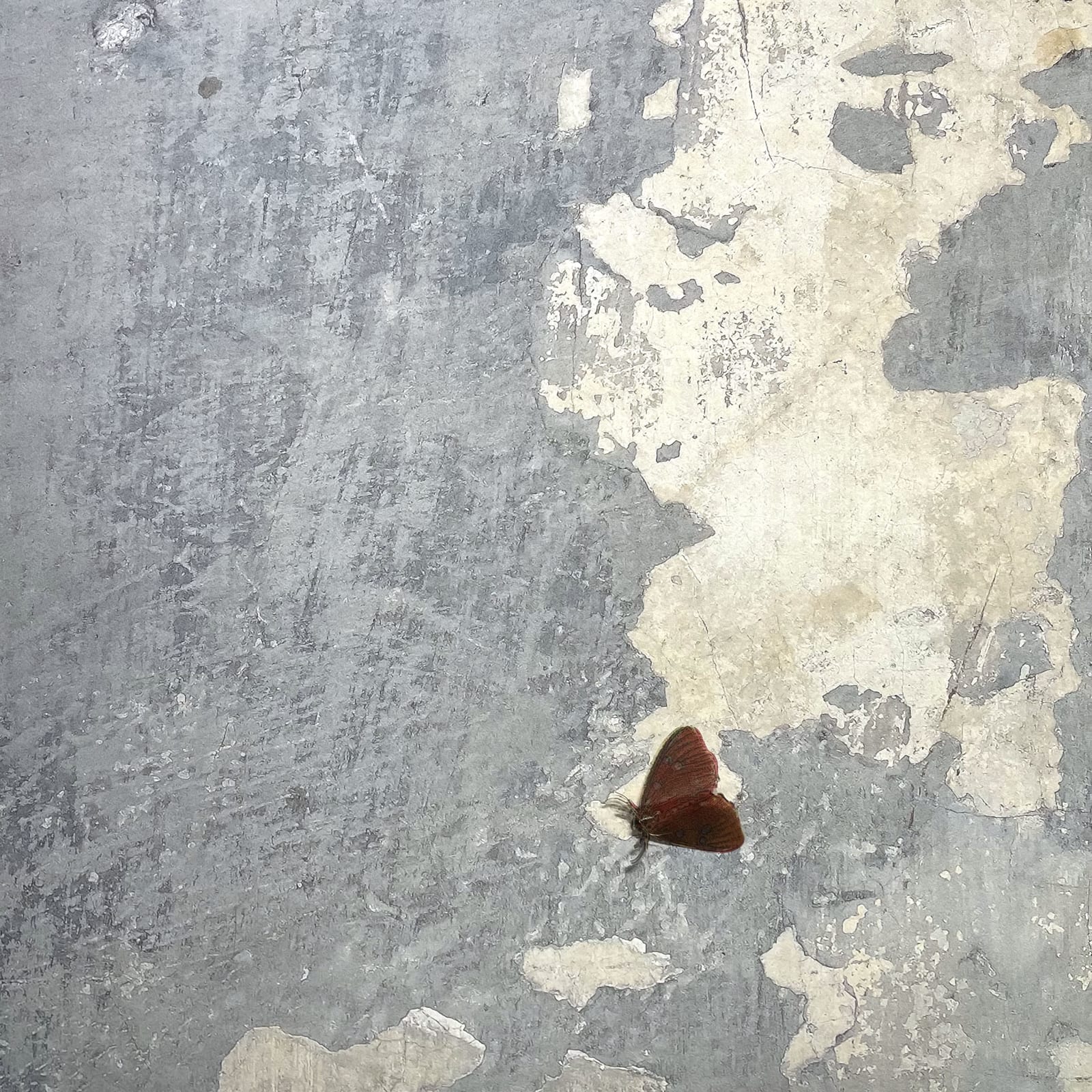 Reeva Potoff, Wallpaper for 21st Century, 2021-2022