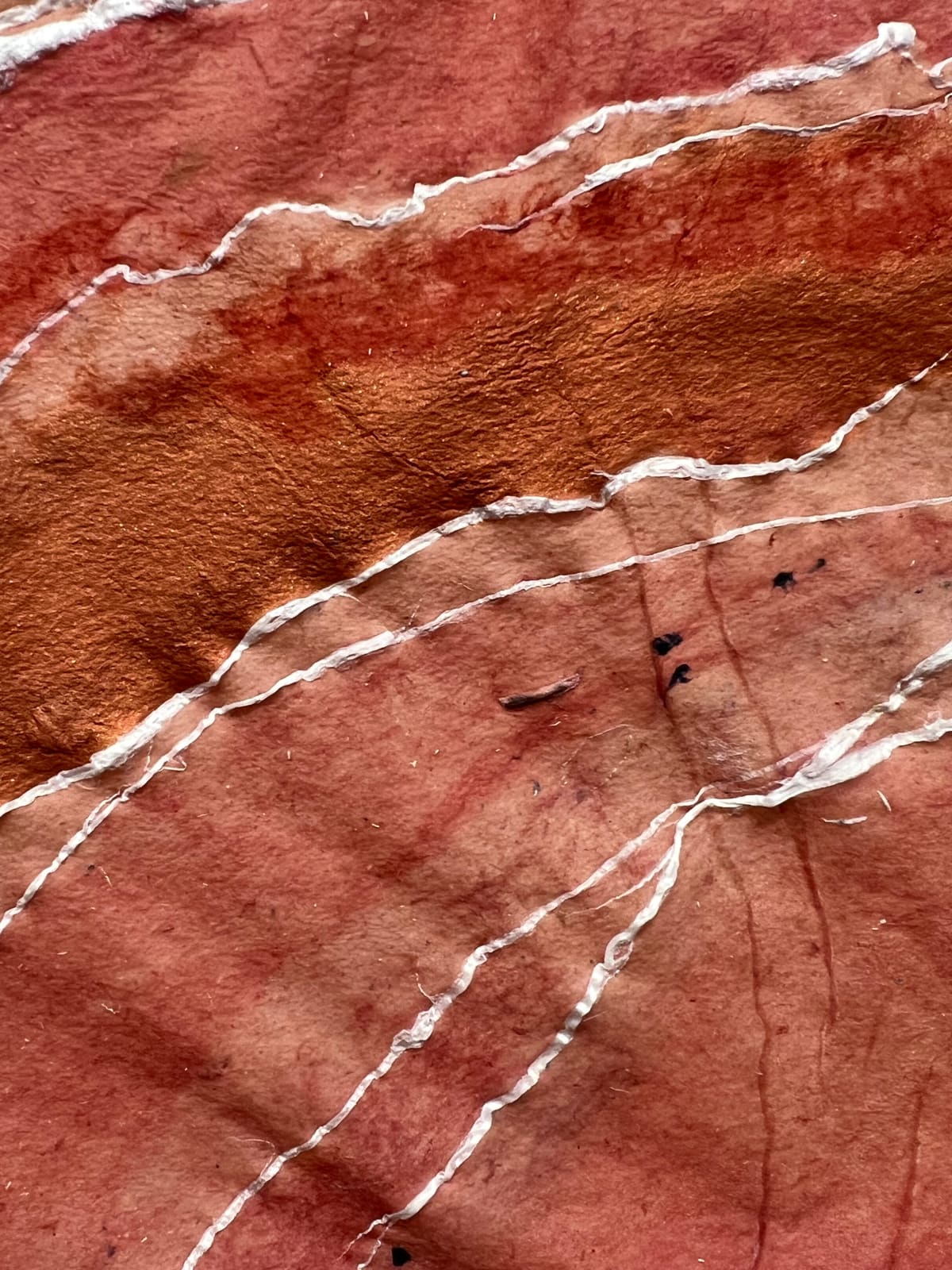 Nancy Cohen, Rose Lines, 2024