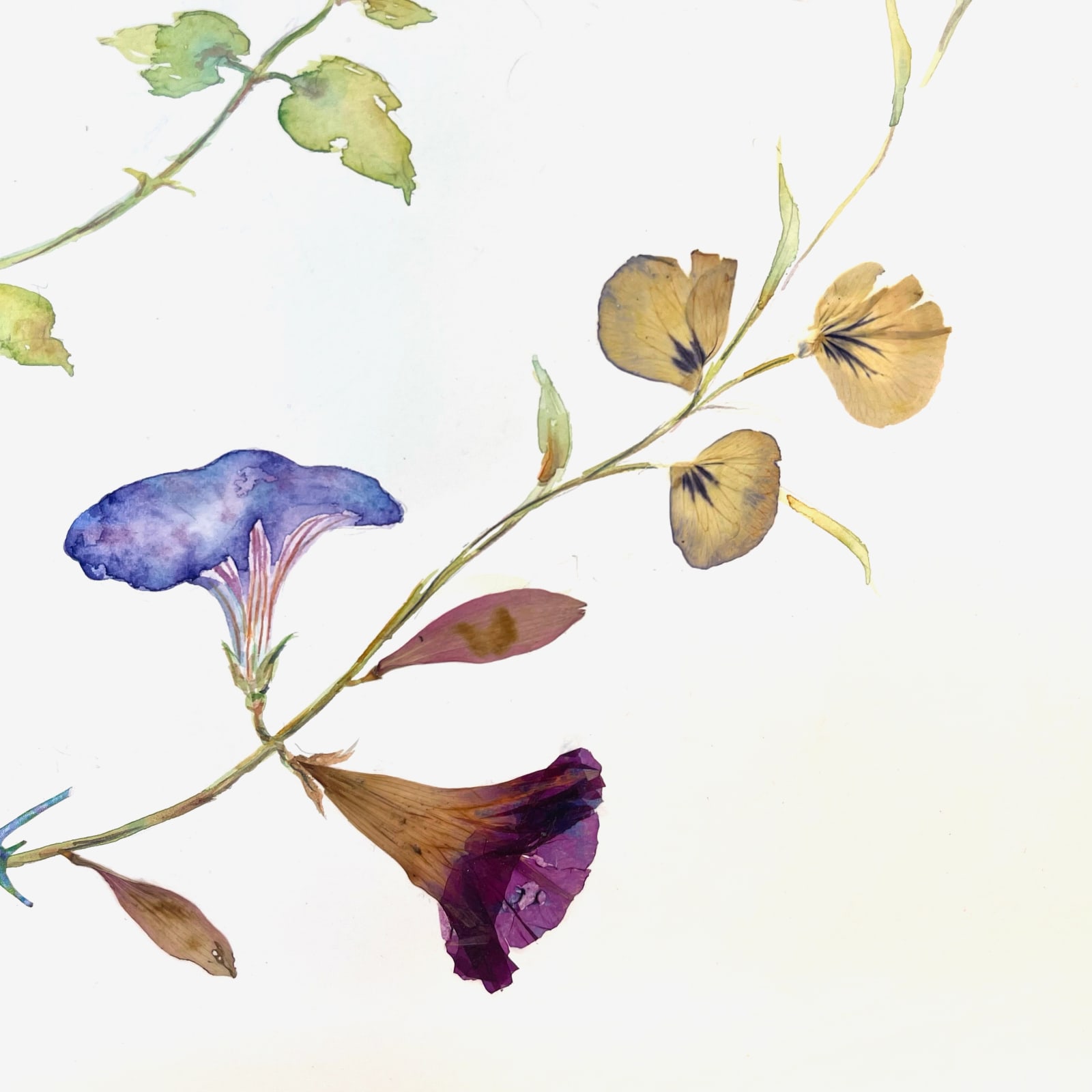 Marilla Palmer, Morning Glories and Zebras, 2022