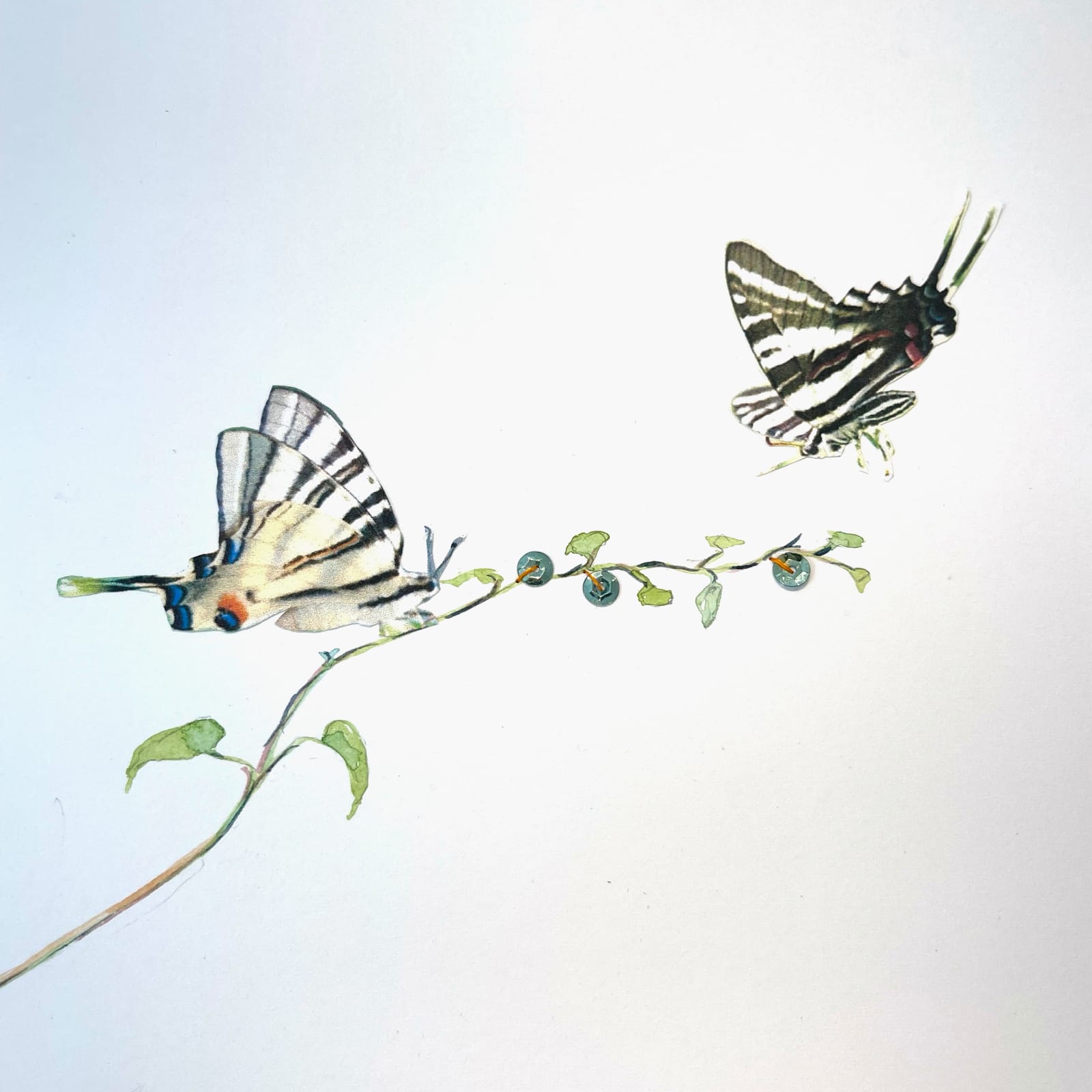 Marilla Palmer, Morning Glories and Zebras, 2022