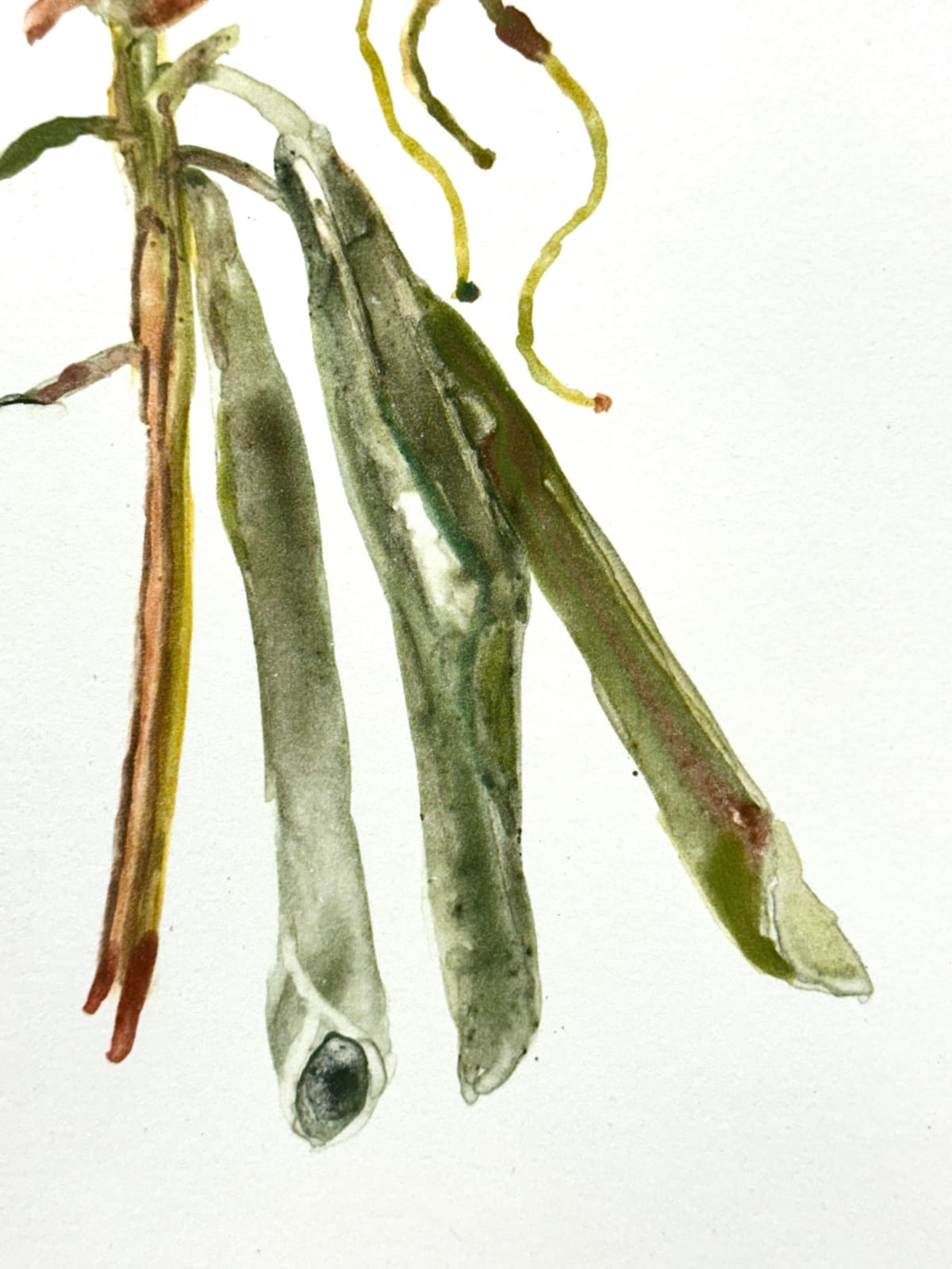 Katie DeGroot, Rhododendron, 2023