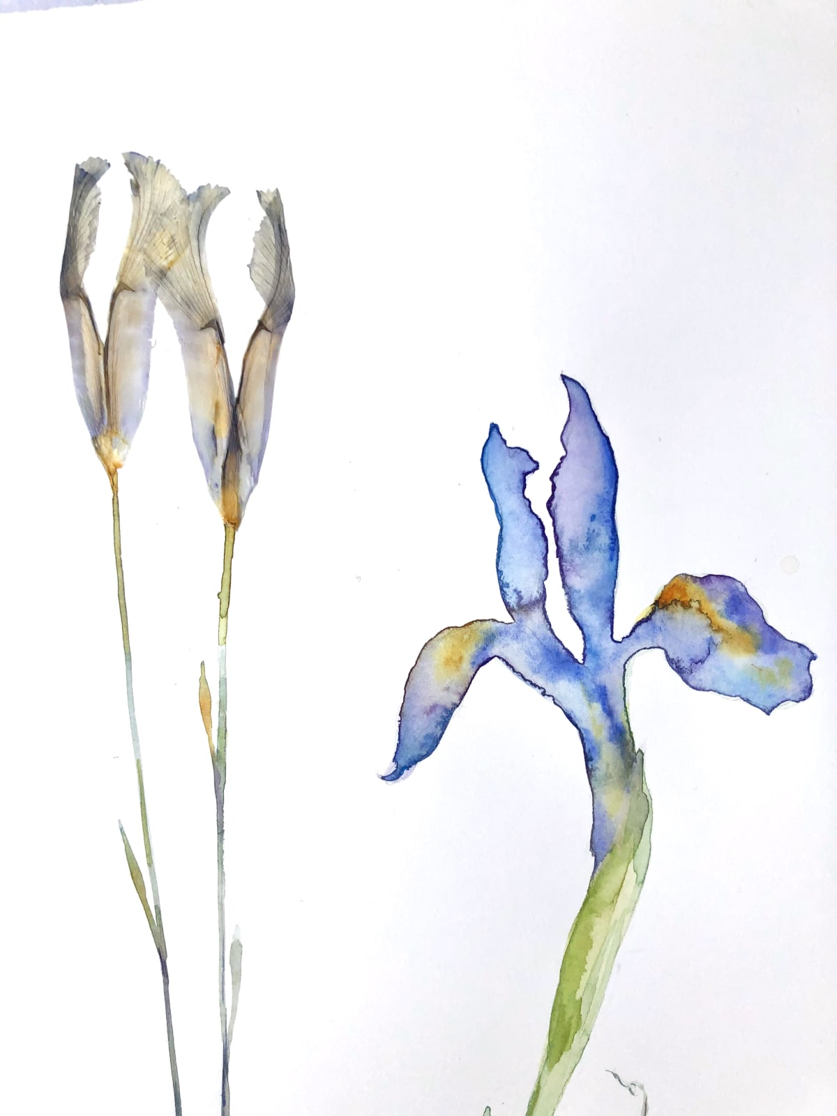 Marilla Palmer, The True Iris, 2020