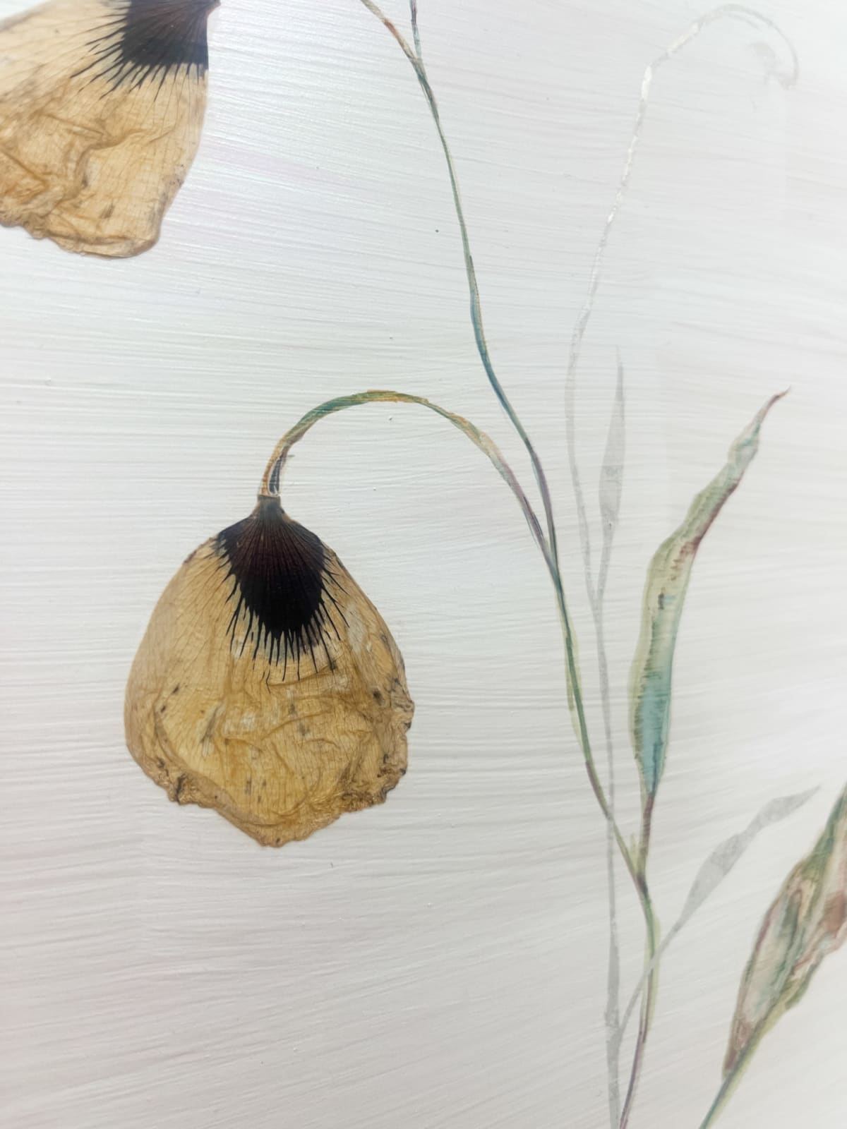 Marilla Palmer, Evanescent Poppies, 2025