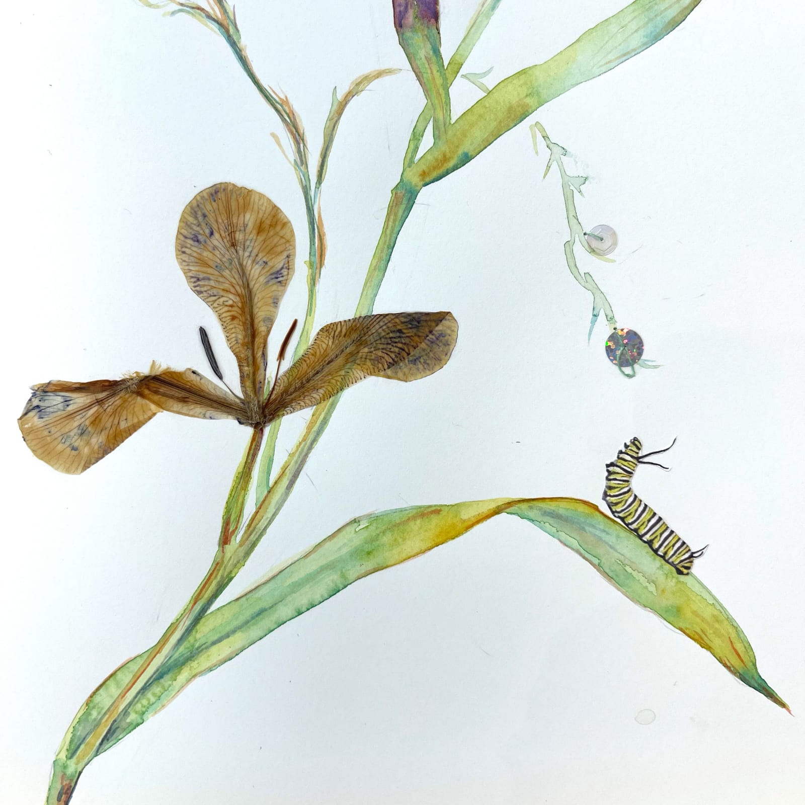 Marilla Palmer, Monarch Loves the Iris, 2022