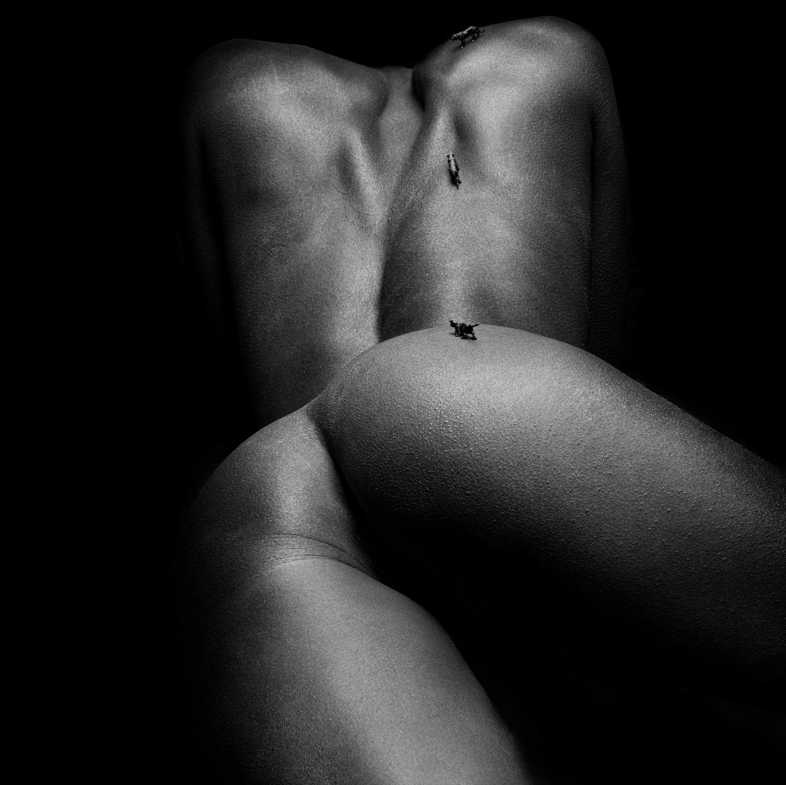 J. Leo, A l'affût, 2019