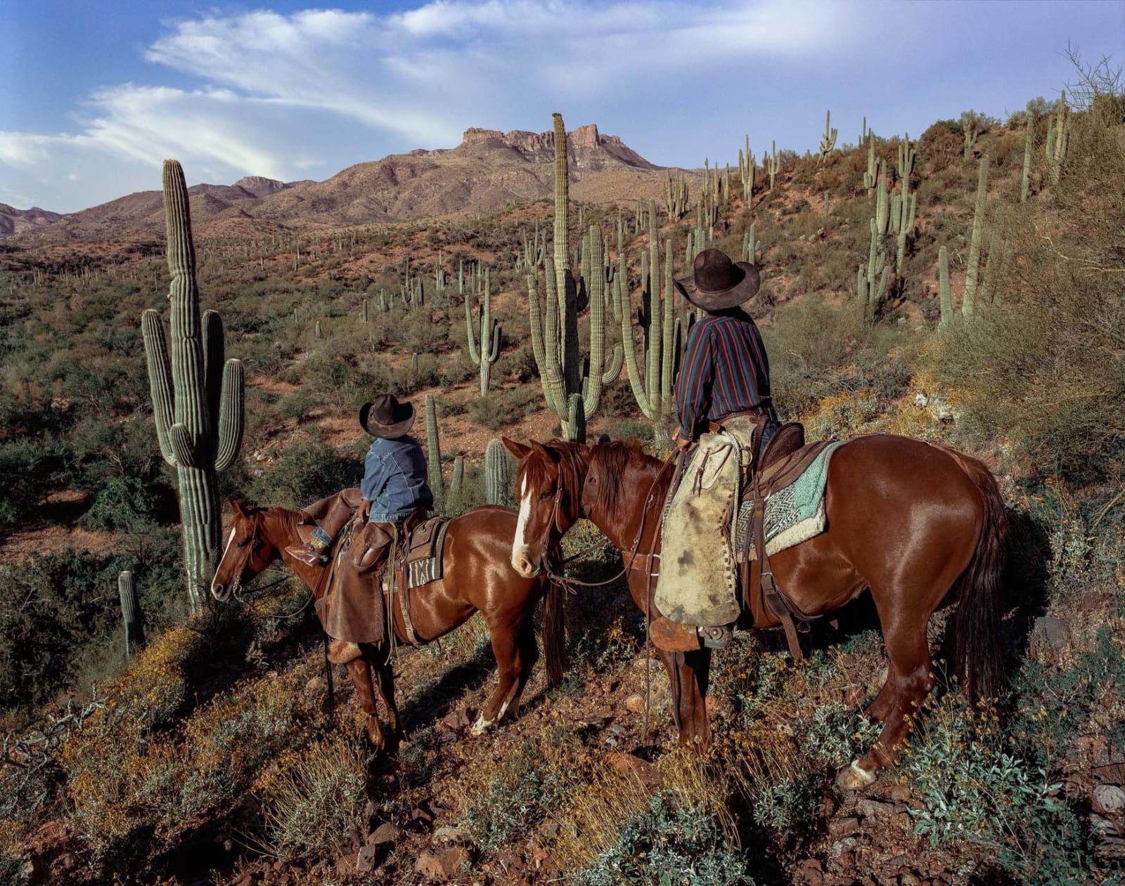 Beau Simmons, Sonoran Glow , 2023