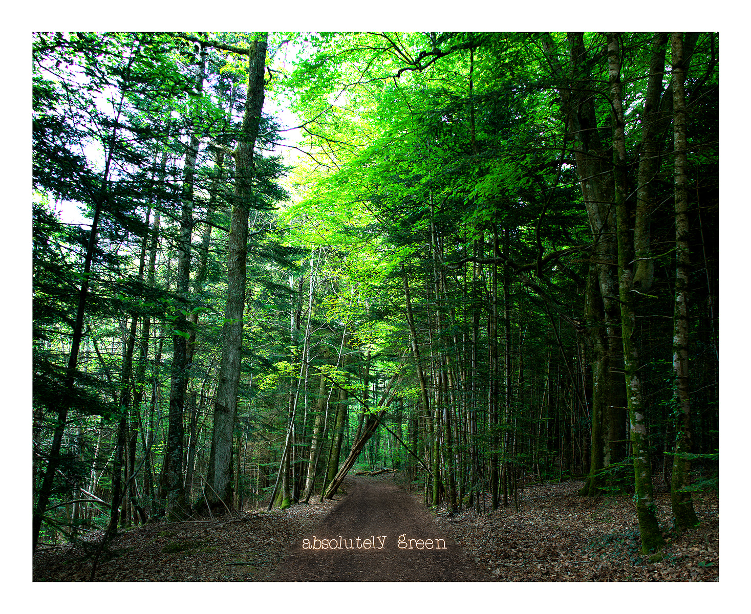 Anne Valverde, Absolutely Green 3/12