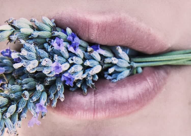 Stéfanie Renoma, Lavender