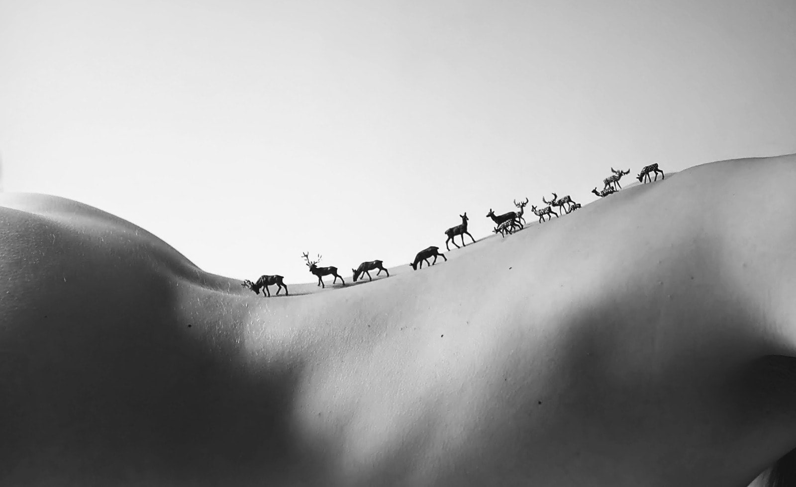 J. Leo, Bande de Cerfs (L), 2017