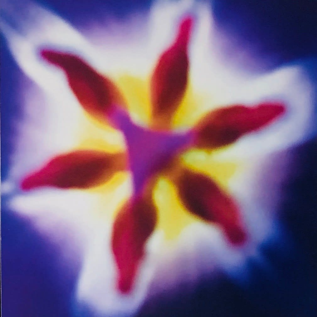 Richard Hutten, Tulipmania II