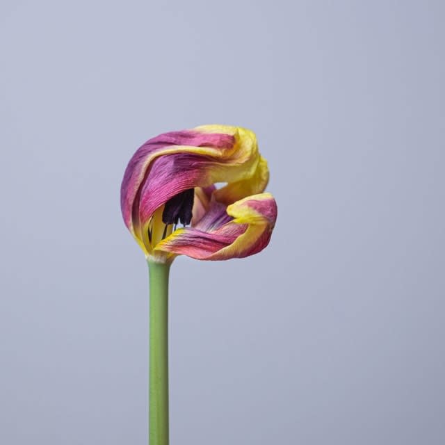 Tjipke Meijer, Tulip.Bright.4