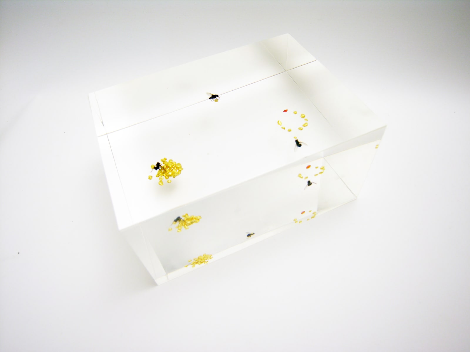 Ted Noten, Flies who love to make a RING, 2024