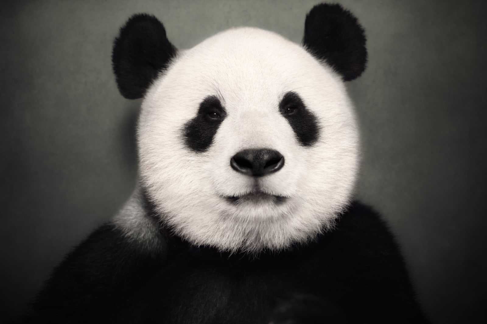 Vincent Lagrange, Giant Panda (Edition of 20)