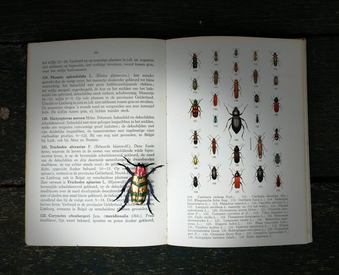 Sandra Westgeest, Panorpidae, 2023