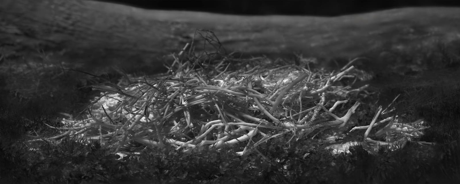 Alex Turner, Clementines, Felled Due to Drought, Estimated 40 Years Old, Kern County, CA, 2025