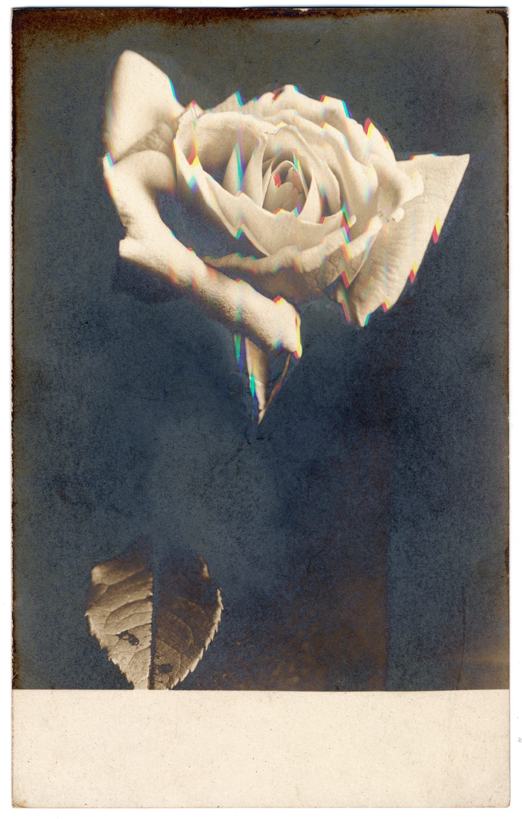 Rachel Phillips, Nested Rose, 2024