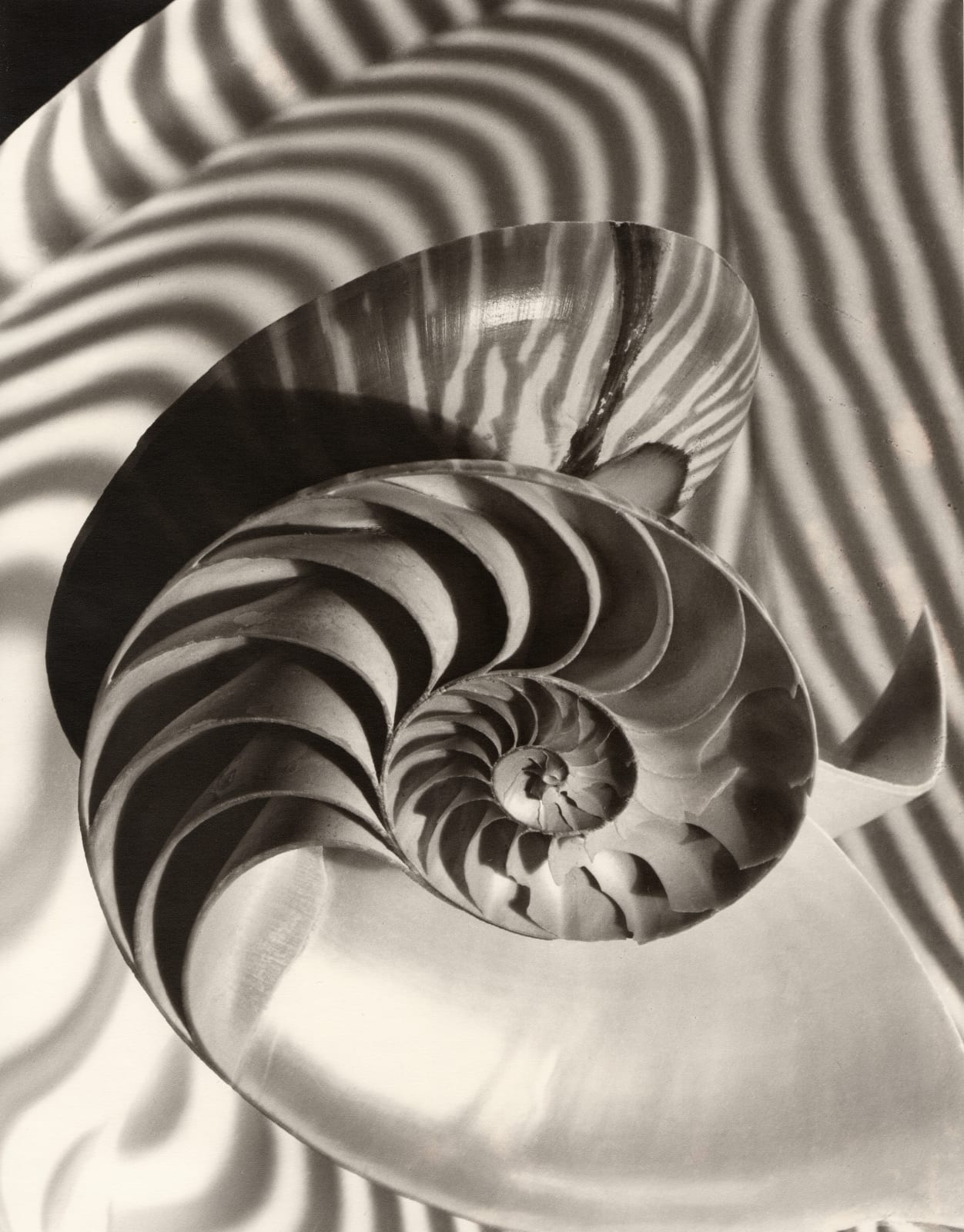 Carlotta Corpron, Nautilus and Concave Mirror, 1946