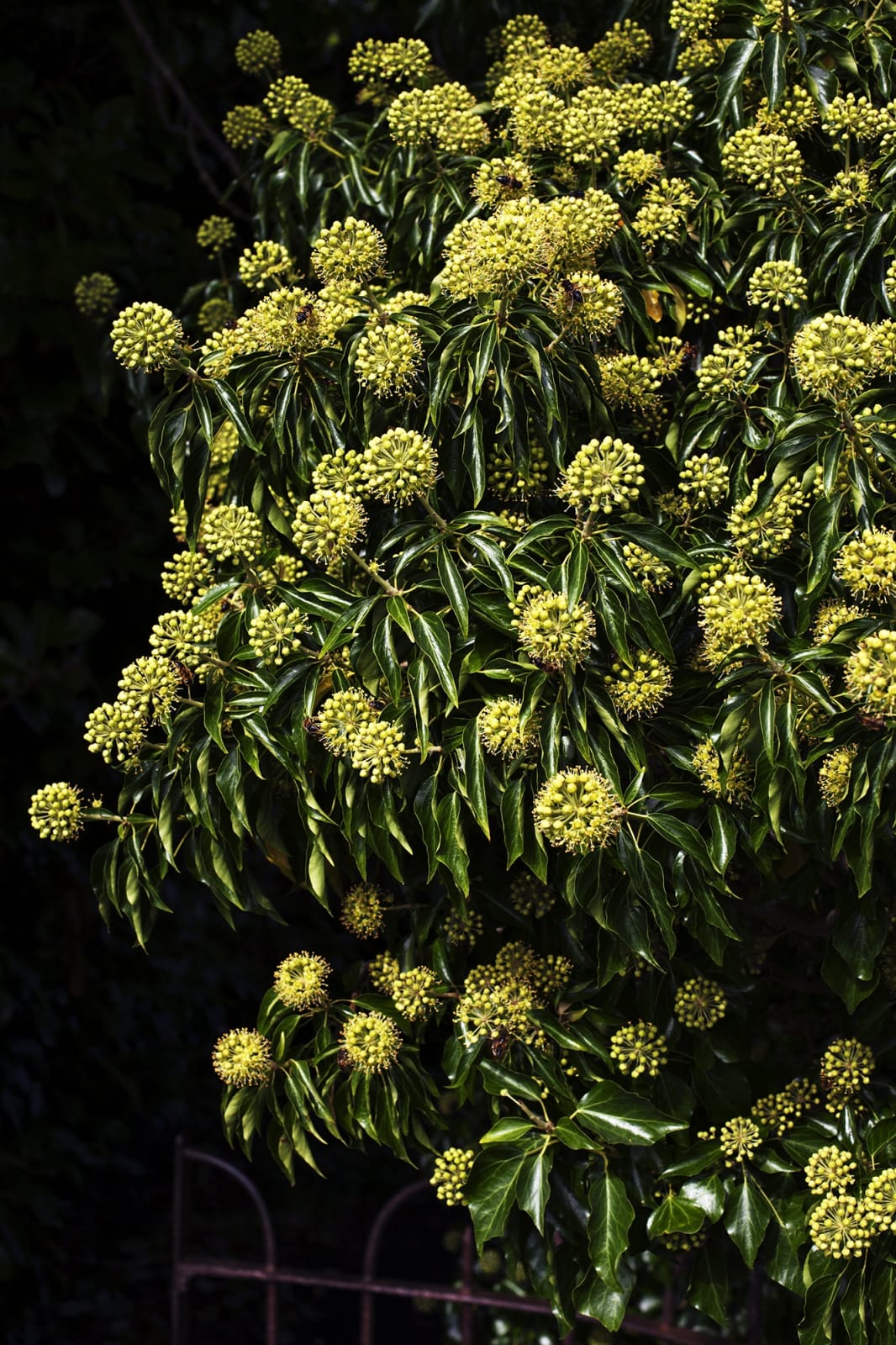 Judith Stenneken, Untitled #28, 2010