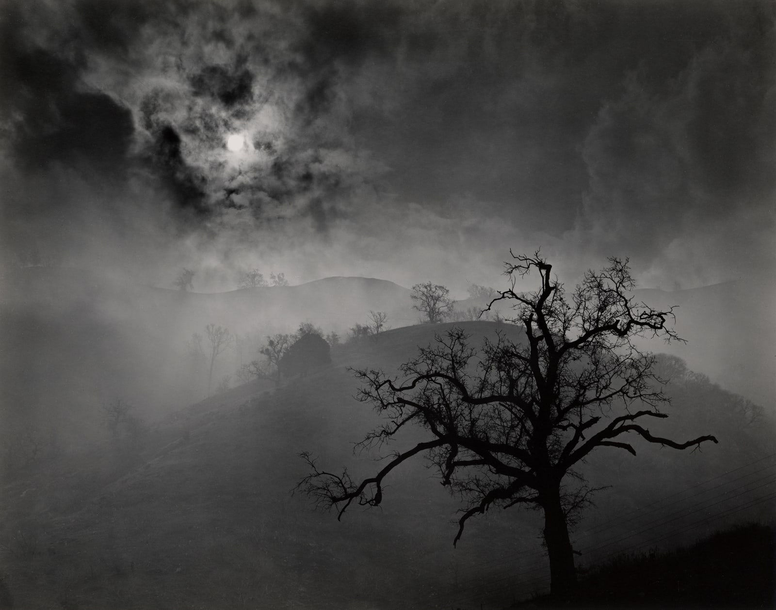 Wynn Bullock, Stark Tree, 1956