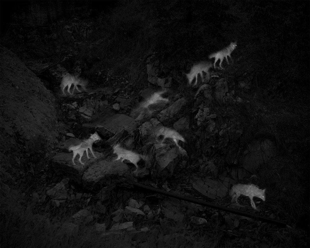 Alex Turner, 8 Captures of 2 Coyotes, 2 Hour Interval, Abandoned Endless Chain Mine, Patagonia Mountains, AZ, 2019