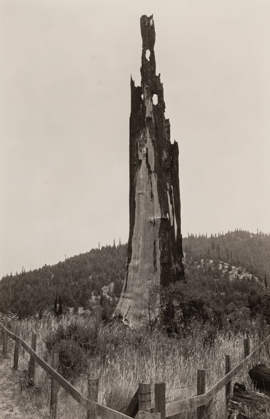 Ansel Adams, Snag near Scotia, Medicino, CA, 1938