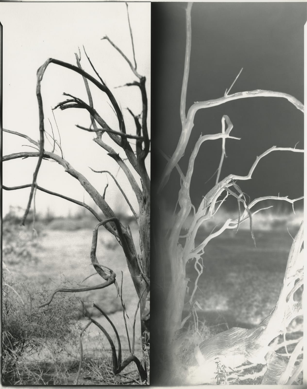 Chris McCaw, Inverse #12 (Arizona), 2022