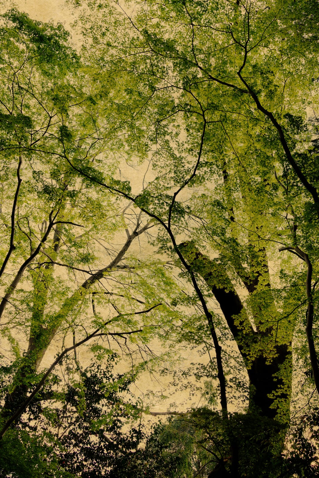 Albarrán Cabrera, The Mouth of Krishna #60763, 2018