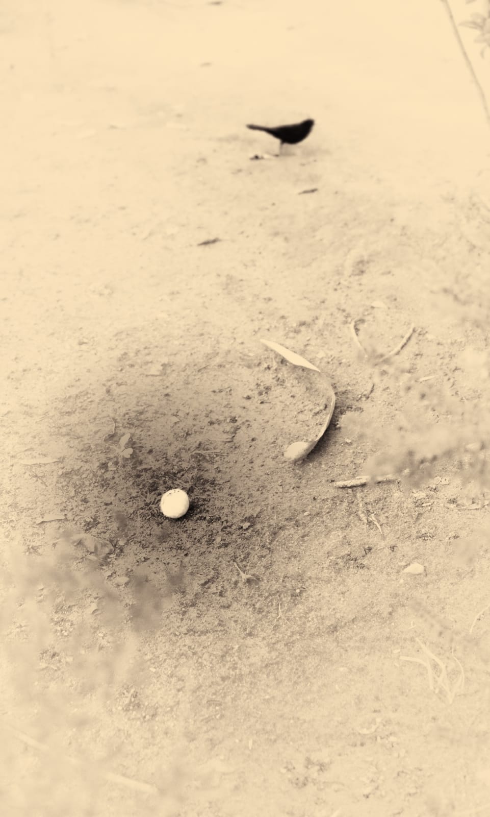 Albarrán Cabrera, The Mouth of Krishna #213, 2013