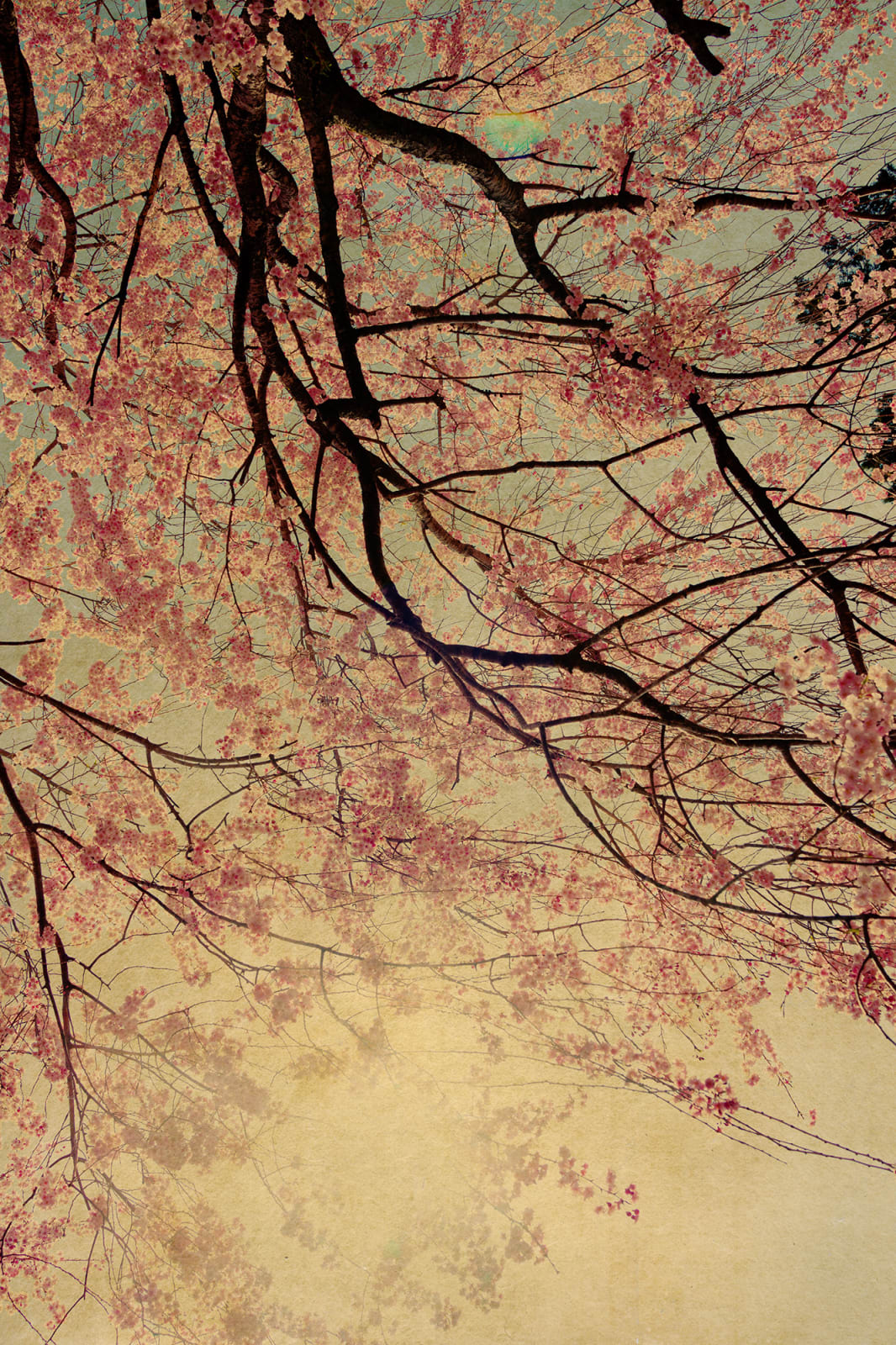 Albarrán Cabrera, The Mouth of Krishna #60388, 2018