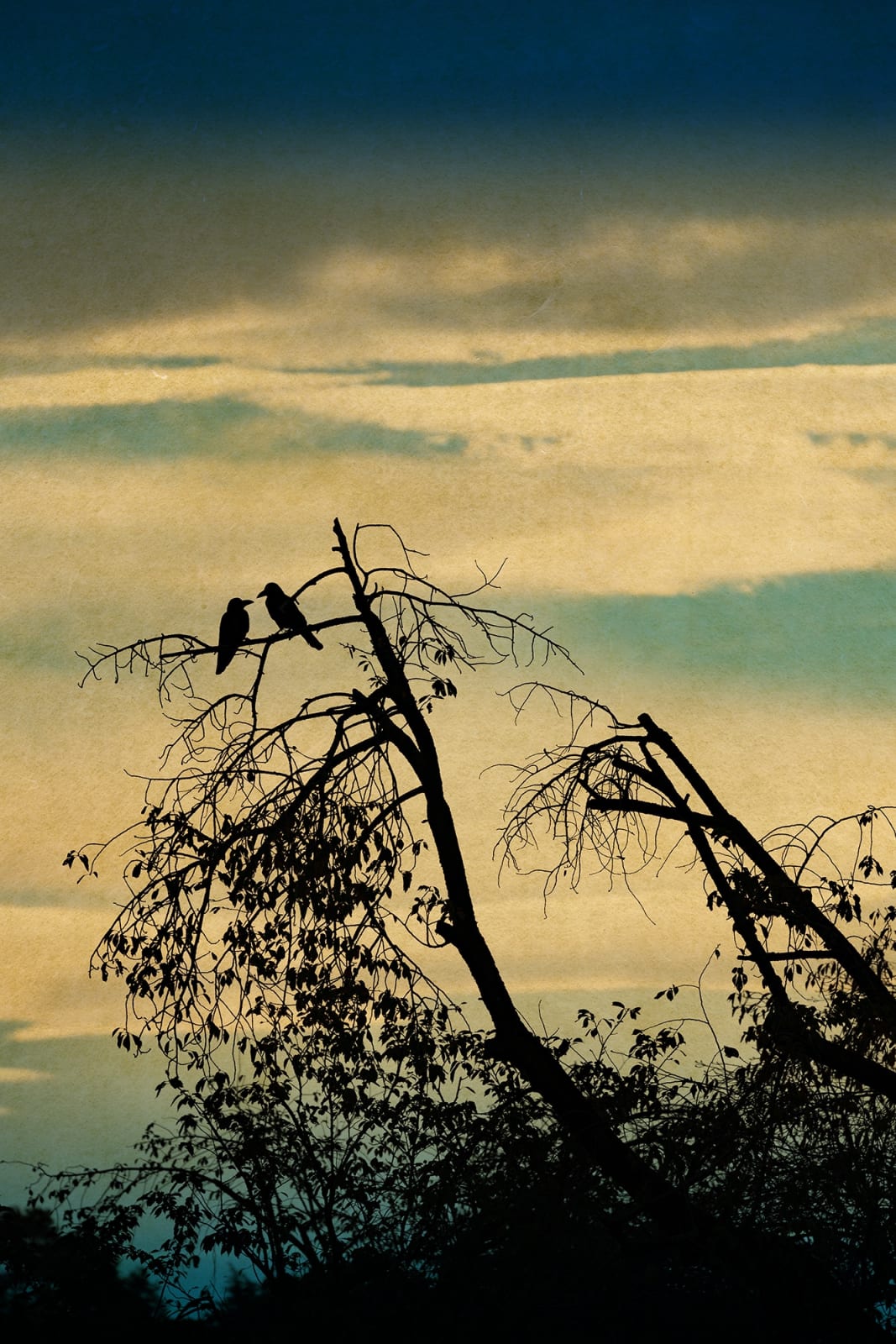 Albarrán Cabrera, The Mouth of Krishna #875, 2019