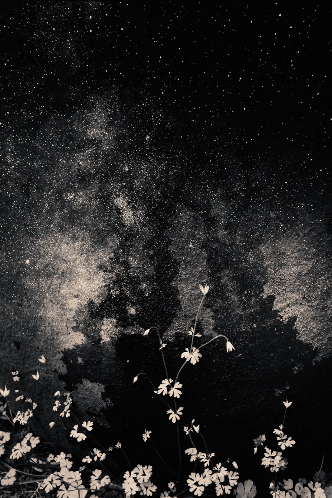 Albarrán Cabrera, The Mouth of Krishna #367, 2015