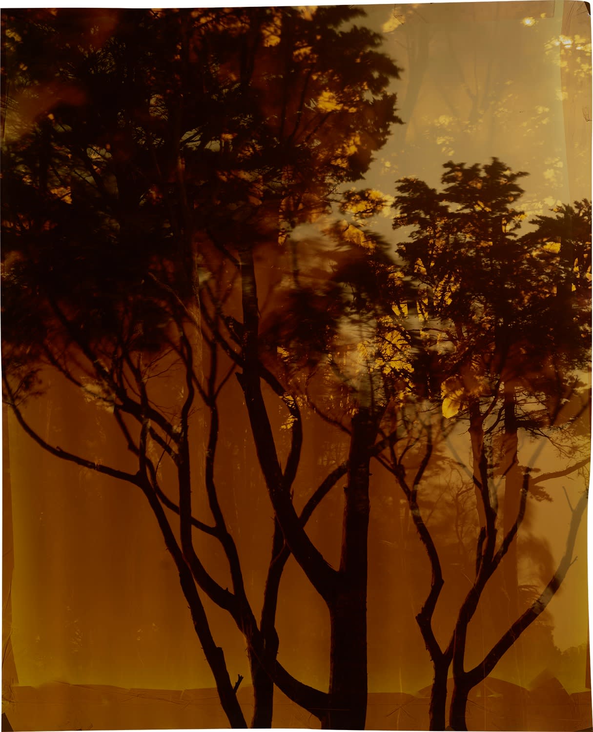 John Chiara, Coral: Carolina: Starr-King, San Francisco, 2021