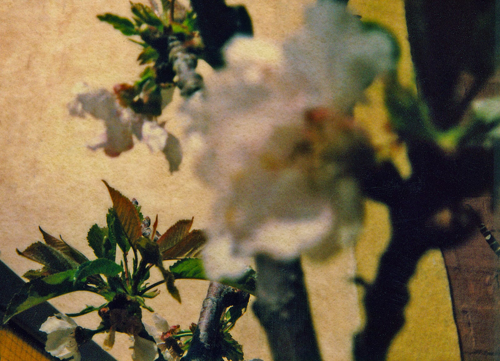 Albarrán Cabrera, The Mouth of Krishna, #91, 2012