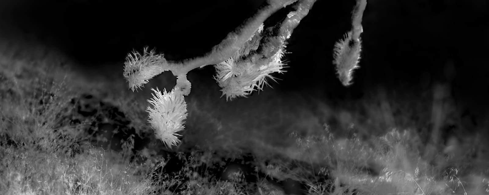 Alex Turner, Burned Joshua Tree with Dried Invasive Grasses, Estimated 100 Years Old, Dome Fire Site, San Bernardino County, CA, 2024