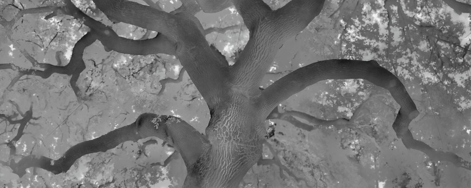 Alex Turner, Valley Oak Used for Public Lynchings, Estimated 300 Years Old, Los Angeles County, CA, 2025