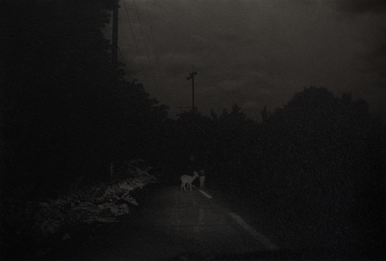 Chieko Shiraishi, 夜の鹿 Night Deers, Kihoku, Mie, 2013