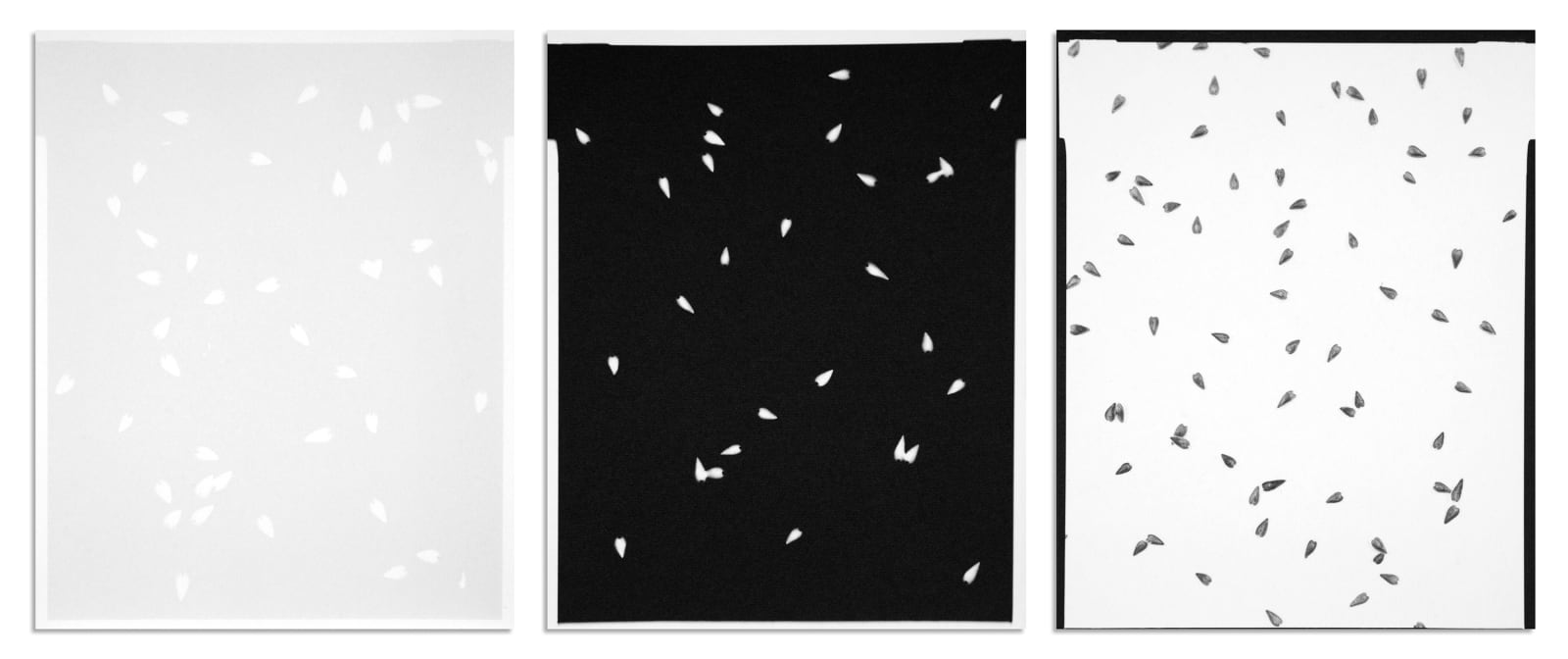 scott b. davis, brittlebush seeds, 2020