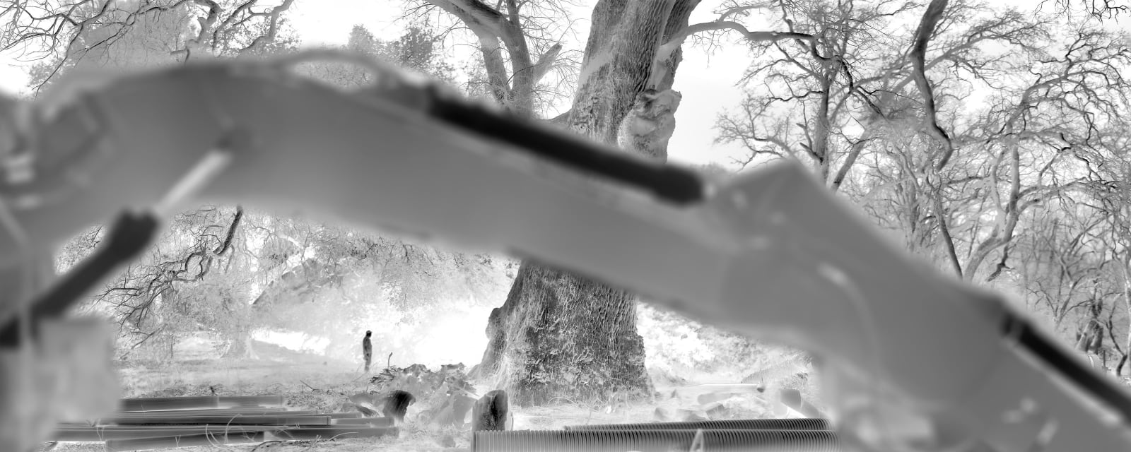 Alex Turner, One of the Largest Valley Oaks by Volume, Estimated 600 Years Old, Groveland Wastewater Treatment Plant, Tuolumne County, CA, 2024