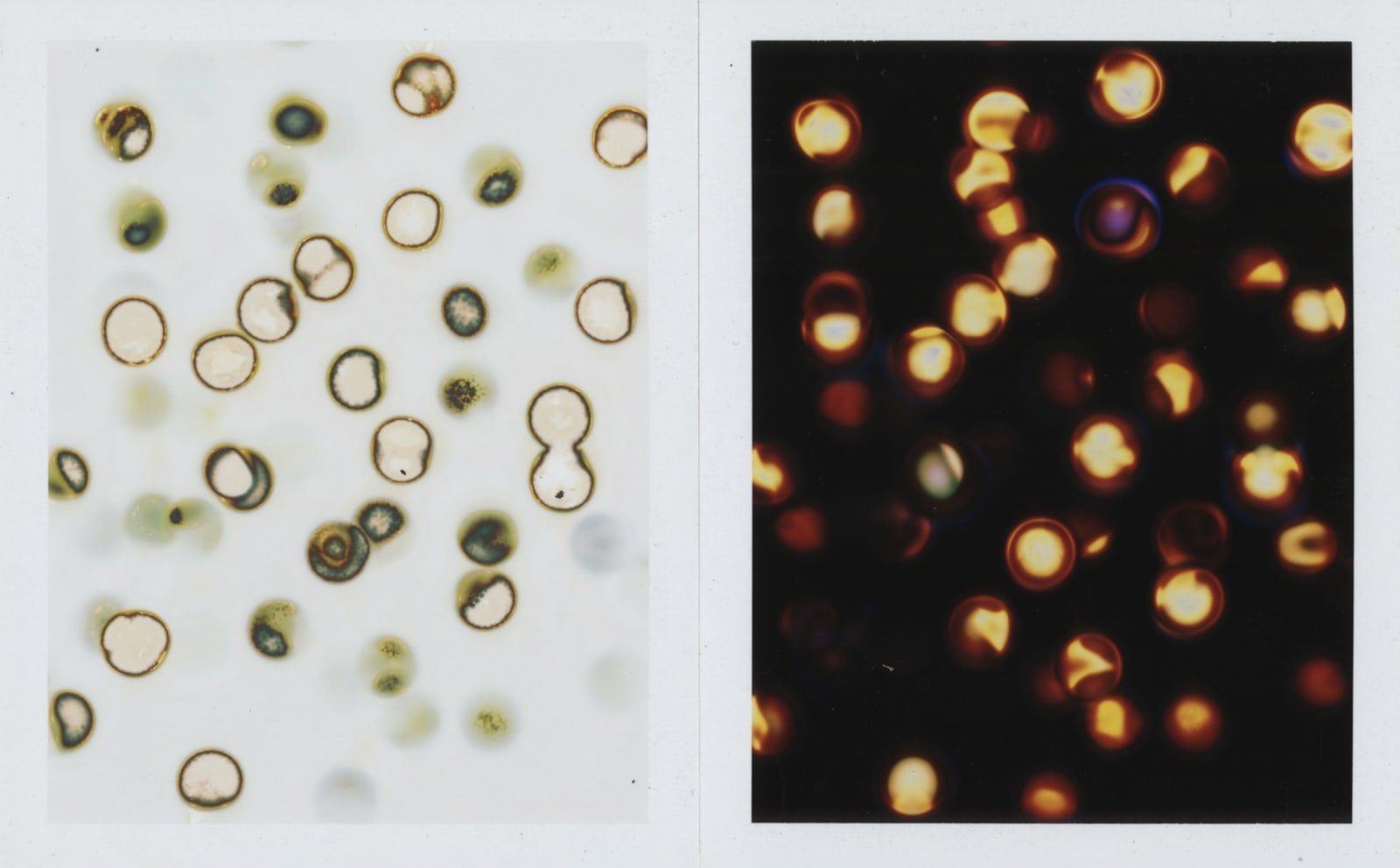Chris McCaw, Instant #3, 2014