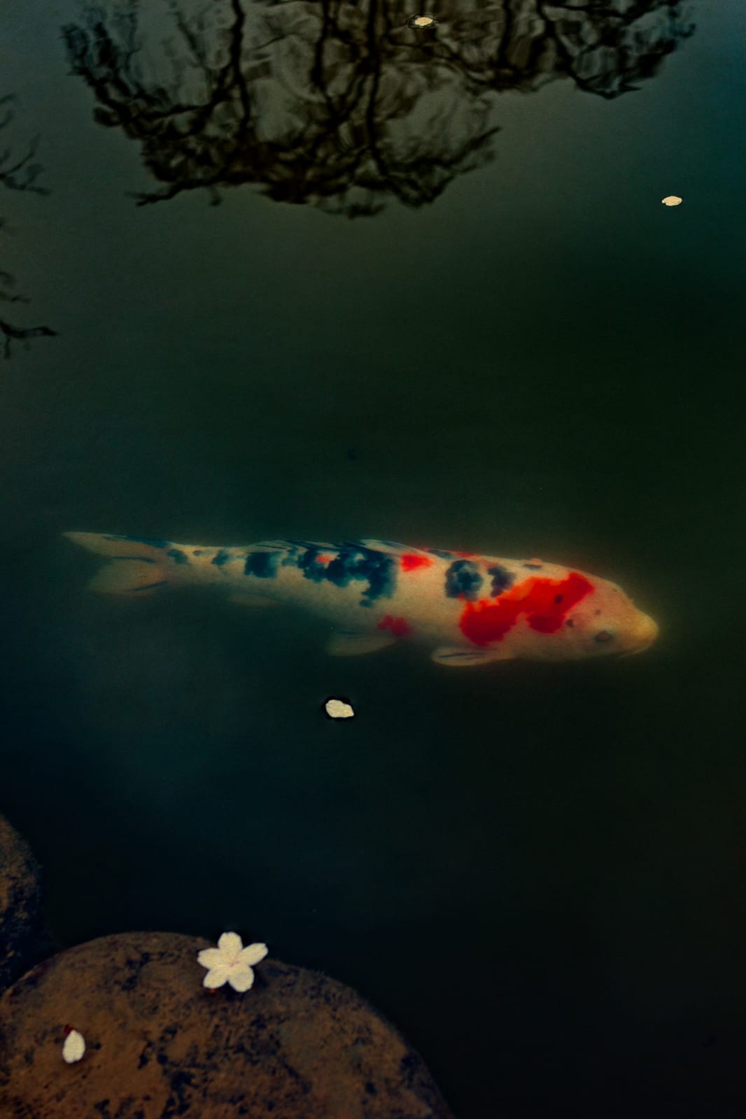 Albarrán Cabrera, The Mouth of Krishna #777, 2018