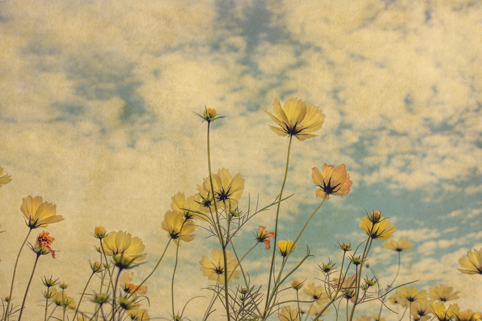 Albarrán Cabrera, The Mouth of Krishna #811, 2016