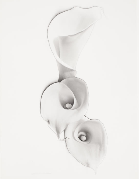 Carlotta Corpron, Solarized Calla Lilies, 1948