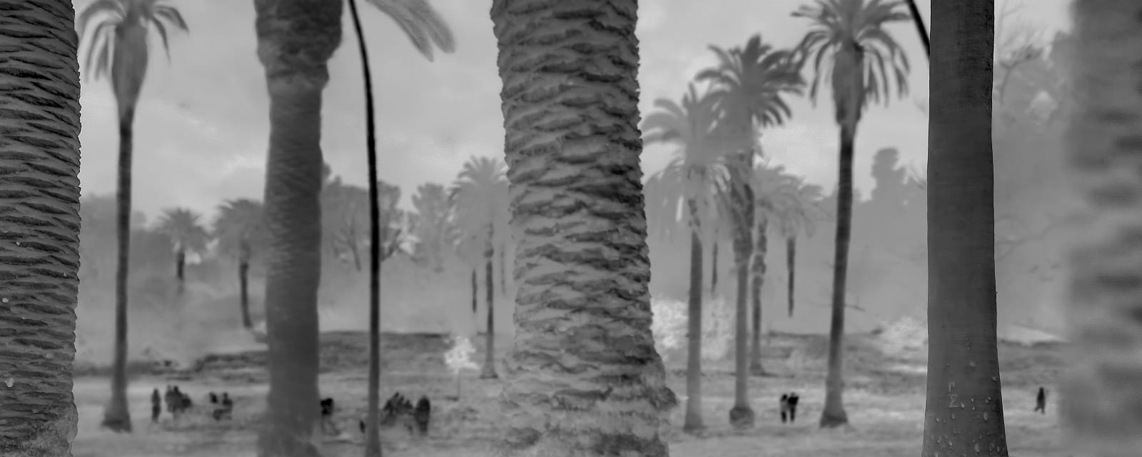 Alex Turner, Canary Island Date, Chilean Wine, and Mexican Fan Palms, Estimated 20-150 Years Old, Elysian Park, Los Angeles County, CA, 2025