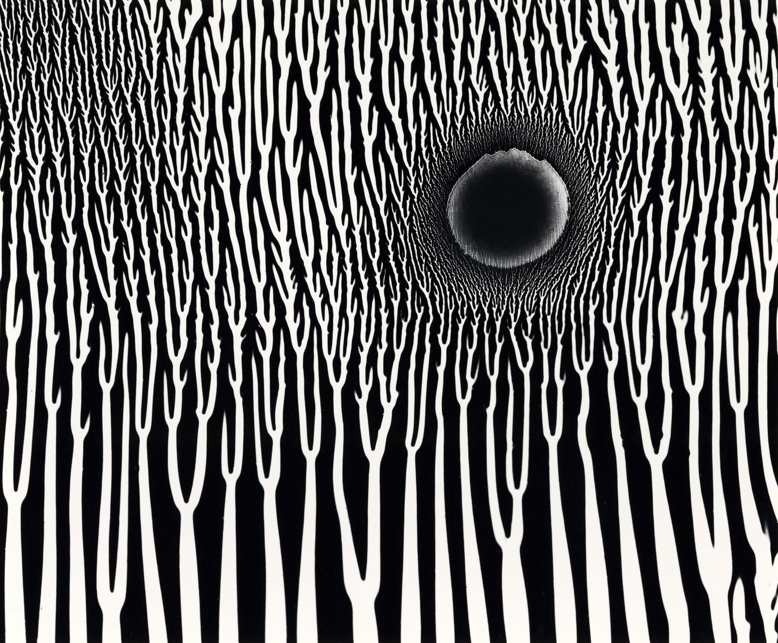 Wynn Bullock, Forest and Sun (Photogram), 1970