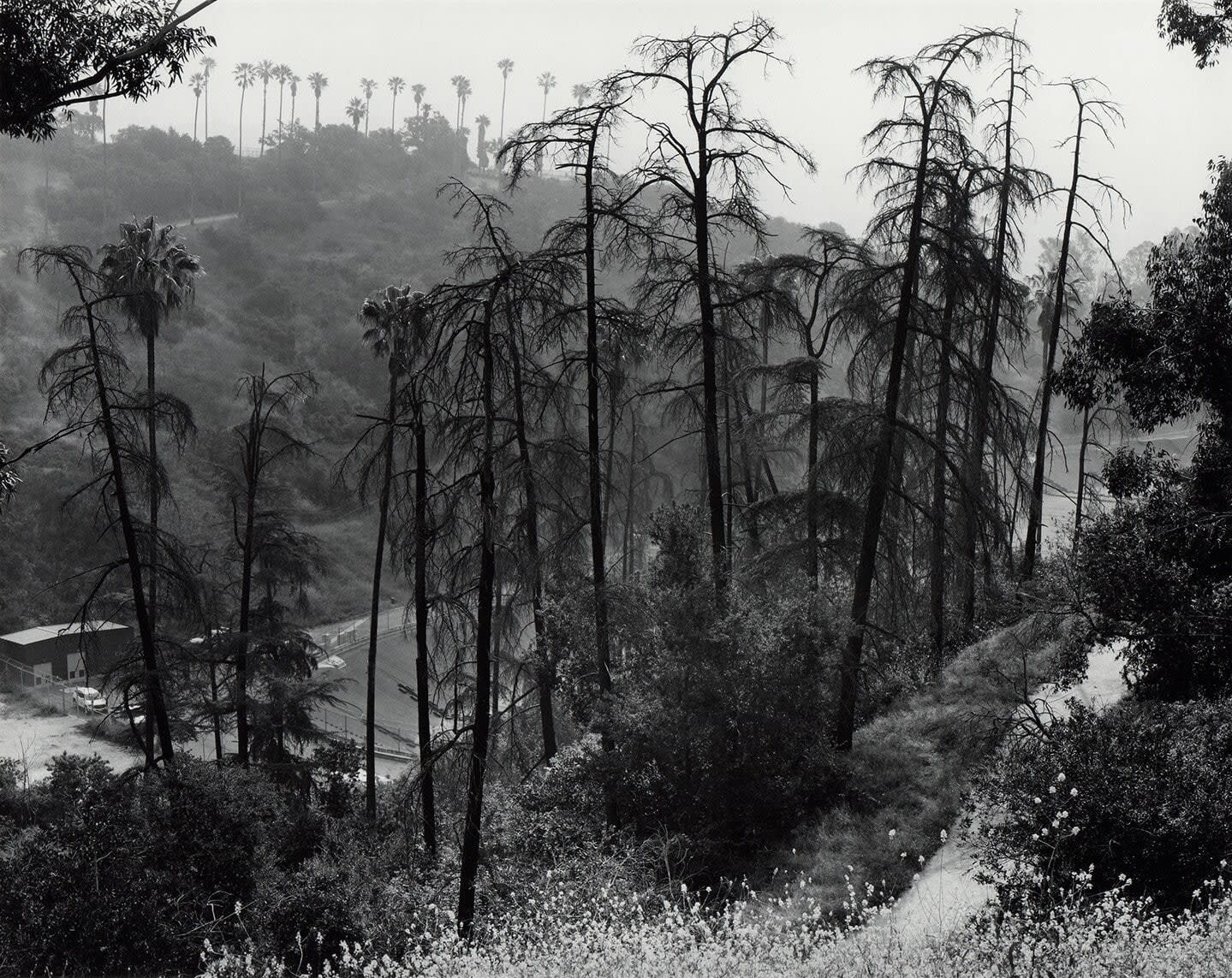 Ryan McIntosh, Elysian Reservoir, Elysian Park, CA, 2017